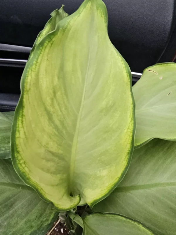 Rare Aglaonema IVORY Live Plant - 10-12" Tall - 4" Pot - Air Purifying