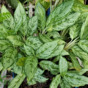Rare Aglaonema Live Plant – 10-12” Tall – Green & Silver Foliage – 4” Pot