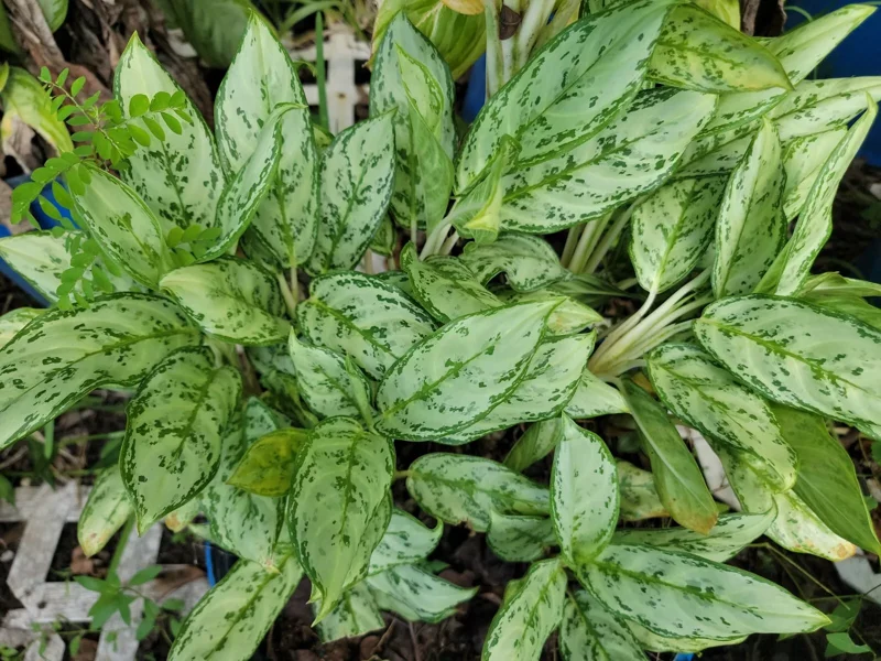 Rare Aglaonema Live Plant – 10-12” Tall – Green & Silver Foliage – 4” Pot