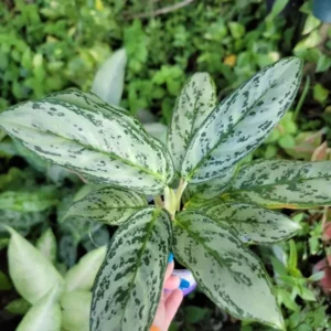 Rare Aglaonema Live Plant – 10-12” Tall – Green & Silver Foliage – 4” Pot