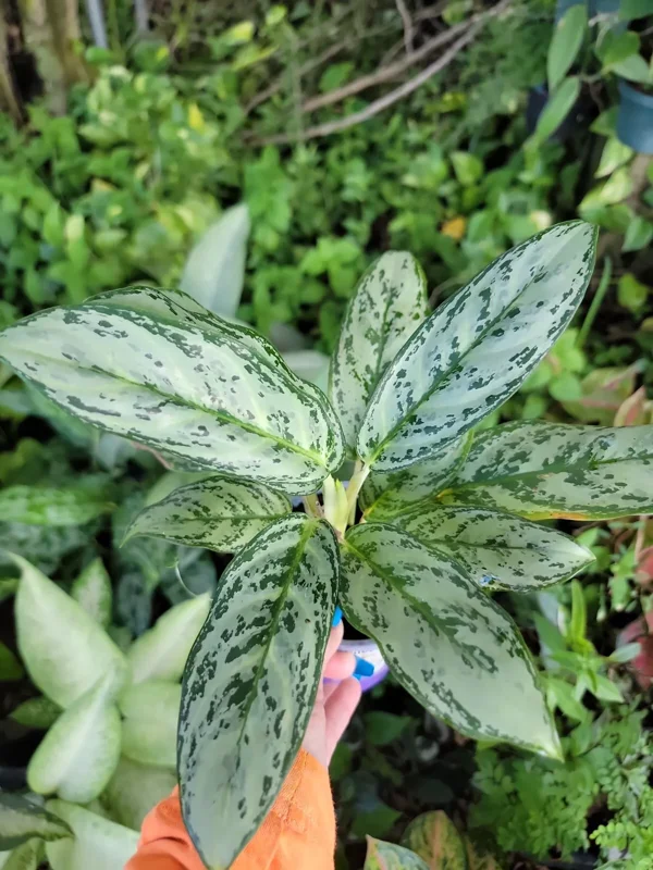 Rare Aglaonema Live Plant – 10-12” Tall – Green & Silver Foliage – 4” Pot