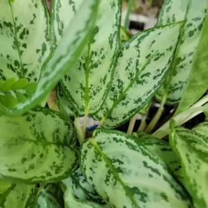 Rare Aglaonema Live Plant – 10-12” Tall – Green & Silver Foliage – 4” Pot