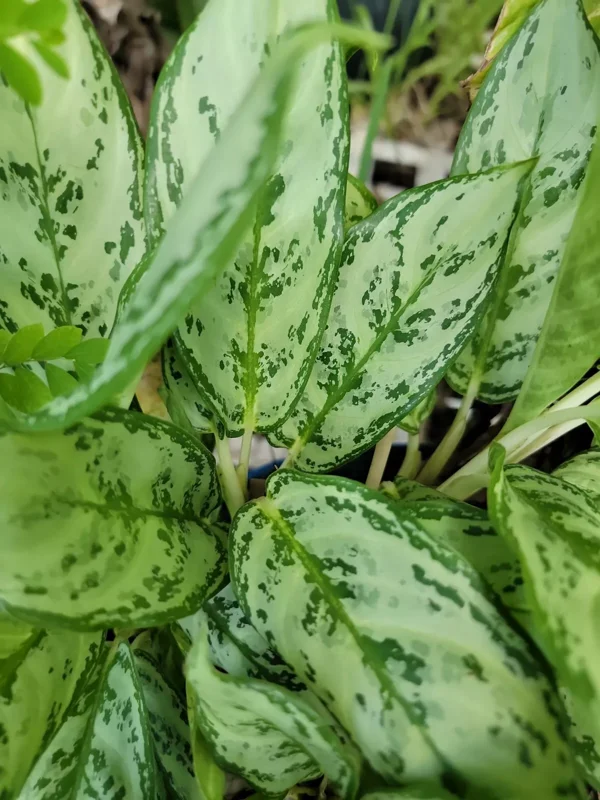 Rare Aglaonema Live Plant – 10-12” Tall – Green & Silver Foliage – 4” Pot