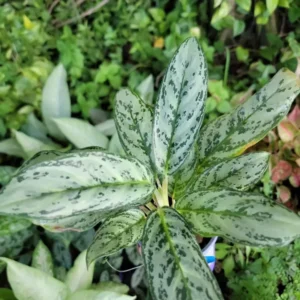 Rare Aglaonema Live Plant – 10-12” Tall – Green & Silver Foliage – 4” Pot