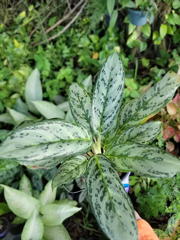 Rare Aglaonema Live Plant – 10-12” Tall – Green & Silver Foliage – 4” Pot