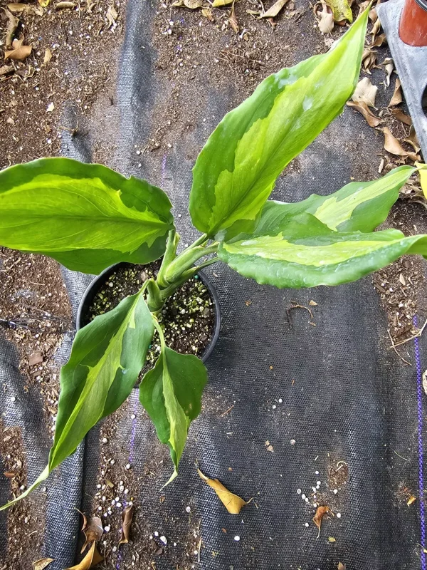 Rare Aglaonema Spathonema Live Plant - 10-12" Tall in 4" Pot, Evergreen