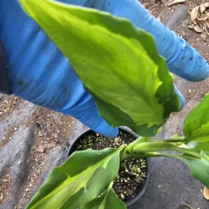 Rare Aglaonema Spathonema Live Plant - 10-12" Tall in 4" Pot, Evergreen