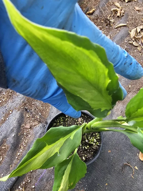 Rare Aglaonema Spathonema Live Plant - 10-12" Tall in 4" Pot, Evergreen
