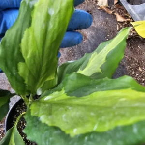 Rare Aglaonema Spathonema Live Plant - 10-12