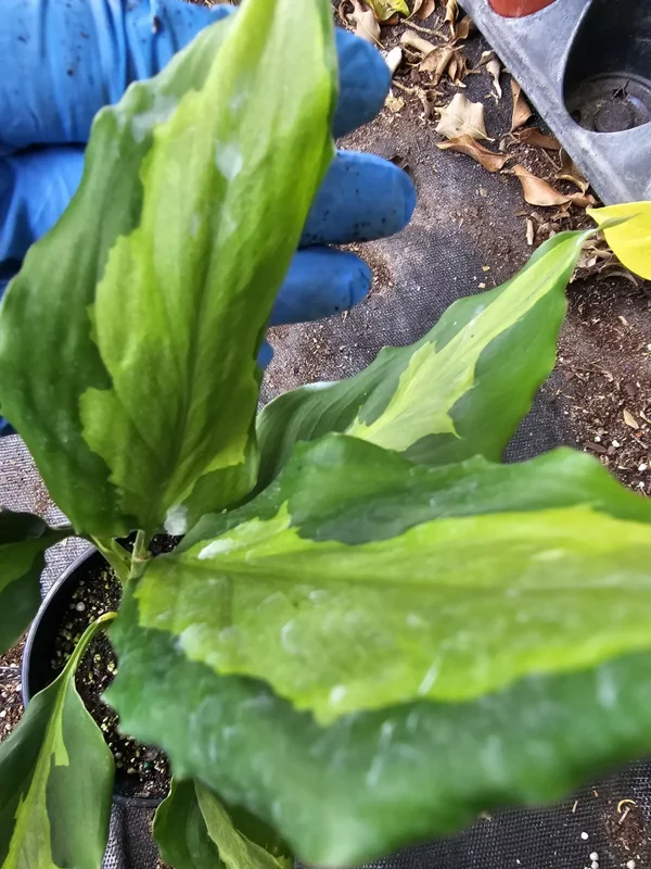 Rare Aglaonema Spathonema Live Plant - 10-12" Tall in 4" Pot, Evergreen
