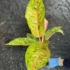 Rare Aglaonema THAI BIG ROY Live Plant - 15-18" Tall - Air-Purifying Foliage