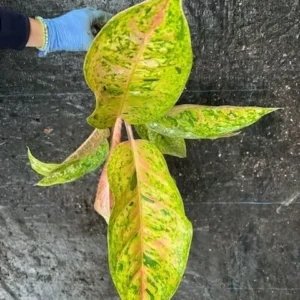 Rare Aglaonema THAI BIG ROY Live Plant - 15-18