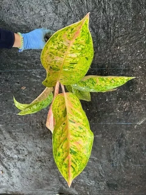Rare Aglaonema THAI BIG ROY Live Plant - 15-18" Tall - Air-Purifying Foliage