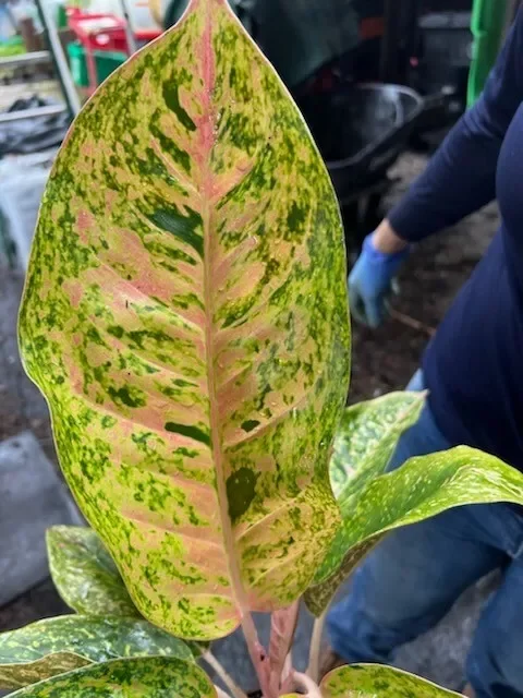 Rare Aglaonema THAI BIG ROY Live Plant - 15-18" Tall - Air-Purifying Foliage