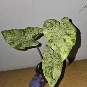 Rare Alocasia Odora Batik Variegated Corms - 4