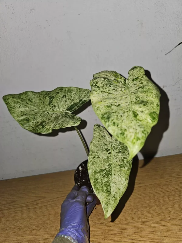 Rare Alocasia Odora Batik Variegated Corms - 4" Potted Plant, Fast Growing