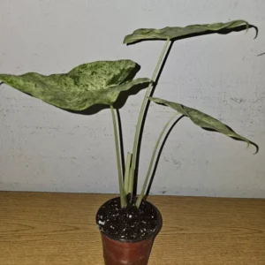Rare Alocasia Odora Batik Variegated Corms - 4