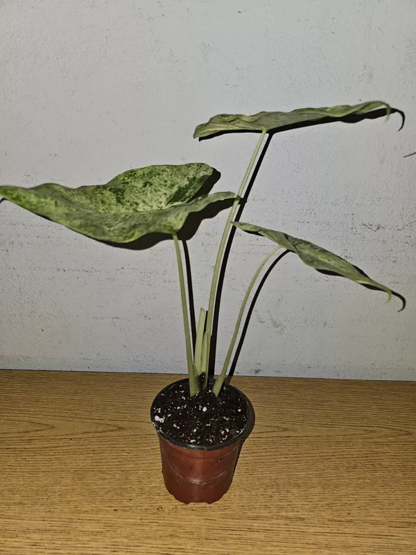 Rare Alocasia Odora Batik Variegated Corms - 4" Potted Plant, Fast Growing