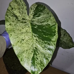 Rare Alocasia Odora Batik Variegated Corms - 4