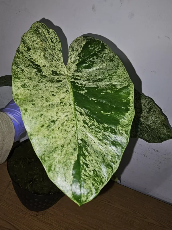 Rare Alocasia Odora Batik Variegated Corms - 4" Potted Plant, Fast Growing