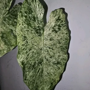 Rare Alocasia Odora Batik Variegated Corms - 4
