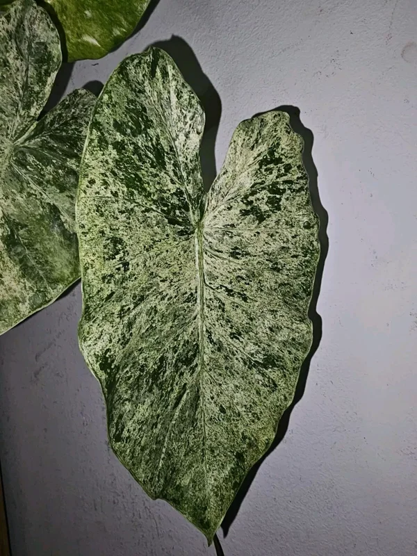 Rare Alocasia Odora Batik Variegated Corms - 4" Potted Plant, Fast Growing