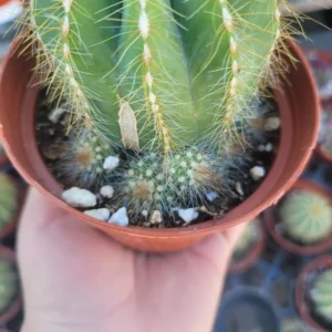 Rare Ballon Cactus - 4in Pot - Unique & Easy-Care Indoor Plant
