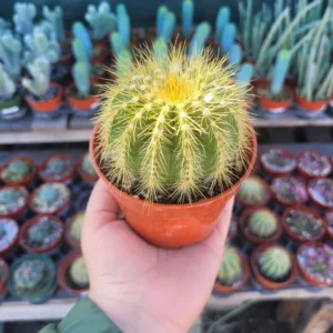 Rare Ballon Cactus - 4in Pot - Unique & Easy-Care Indoor Plant