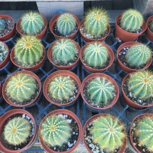 Rare Ballon Cactus - 4in Pot - Unique & Easy-Care Indoor Plant