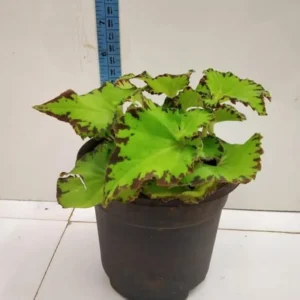 Rare Begonias Live Plant – Begonia River Nile Plant - Rex Begonia Plant 4-6 Inch – Hardy & Exotic