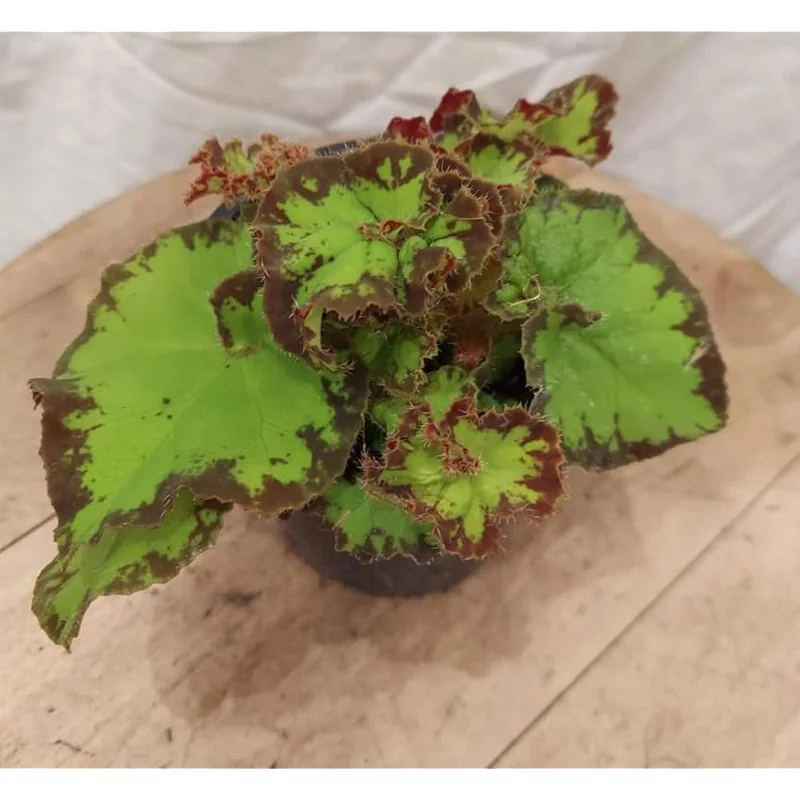 Rare Begonias Live Plant – Begonia River Nile Plant - Rex Begonia Plant 4-6 Inch – Hardy & Exotic