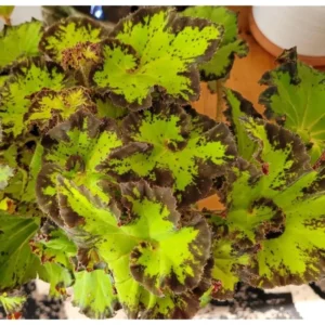 Rare Begonias Live Plant – Begonia River Nile Plant - Rex Begonia Plant 4-6 Inch – Hardy & Exotic
