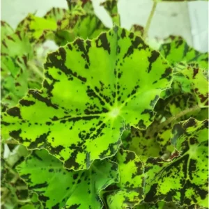 Rare Begonias Live Plant – Begonia River Nile Plant - Rex Begonia Plant 4-6 Inch – Hardy & Exotic