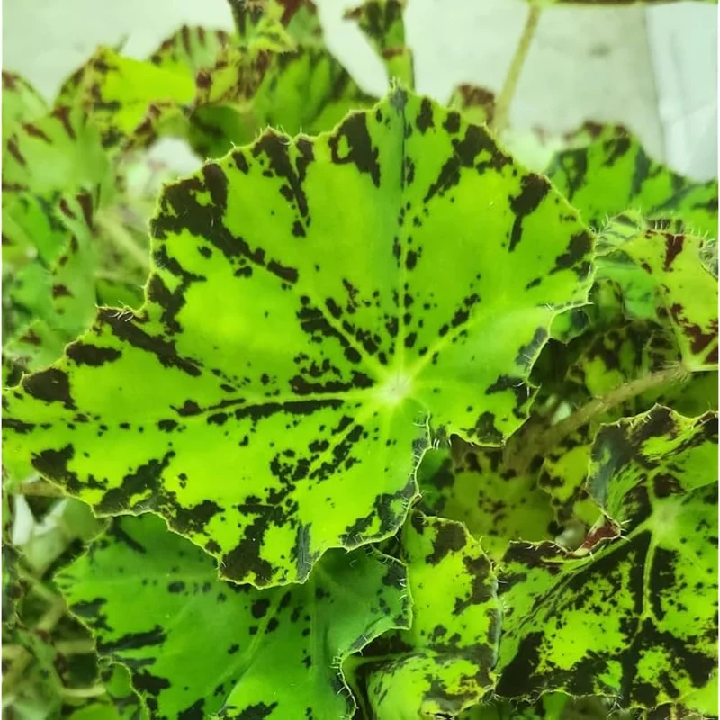 Rare Begonias Live Plant – Begonia River Nile Plant - Rex Begonia Plant 4-6 Inch – Hardy & Exotic