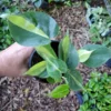 Rare Brazil Brasil Philodendron Vine, 4" Pot, Clean Air Purifier