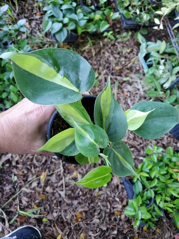 Rare Brazil Brasil Philodendron Vine, 4" Pot, Clean Air Purifier