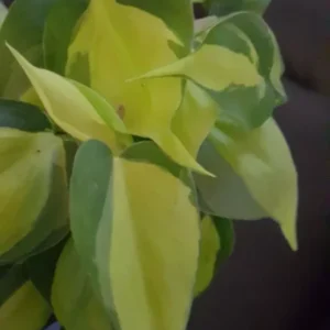 Rare Brazil Brasil Philodendron Vine, 4" Pot, Clean Air Purifier