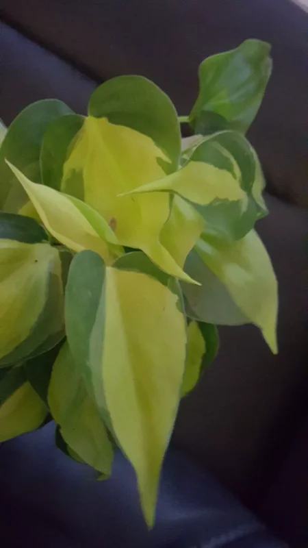 Rare Brazil Brasil Philodendron Vine, 4" Pot, Clean Air Purifier