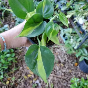 Rare Brazil Brasil Philodendron Vine, 4