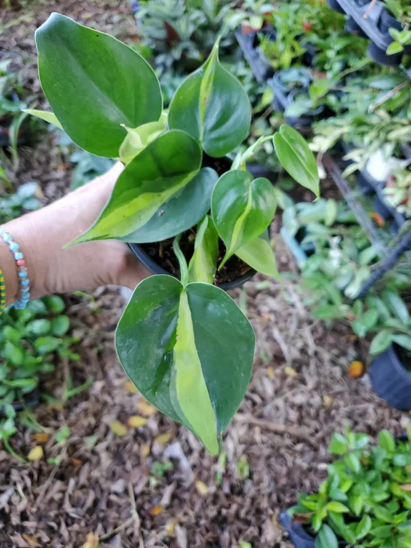 Rare Brazil Brasil Philodendron Vine, 4" Pot, Clean Air Purifier