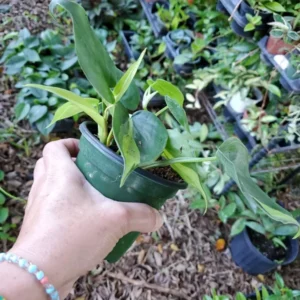 Rare Brazil Brasil Philodendron Vine, 4