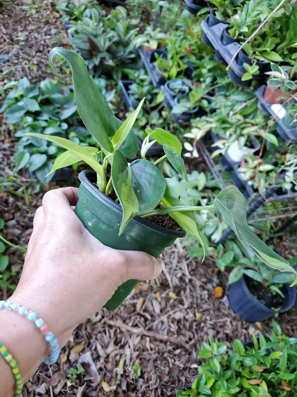 Rare Brazil Brasil Philodendron Vine, 4" Pot, Clean Air Purifier