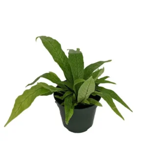 Rare Crocodile Fern Plant – Snakeskin Microsorum, 4