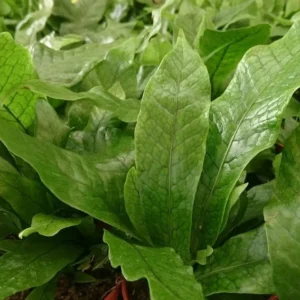 Rare Crocodile Fern Plant – Snakeskin Microsorum, 4