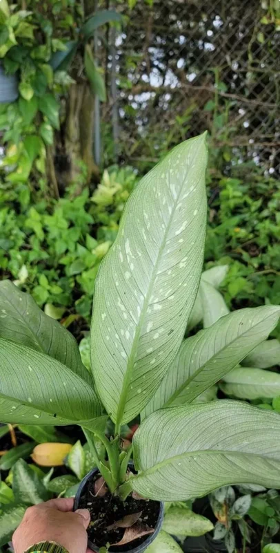 Rare Dieffenbachia TIKI - Dumb Cane Live Plant in 4" Pot - Houseplant