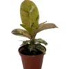 Rare Elastica Shivereana Ficus - Moonshine Rubber Tree - 2.5" Pot