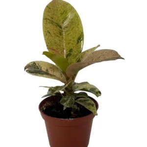 Rare Elastica Shivereana Ficus - Moonshine Rubber Tree - 2.5