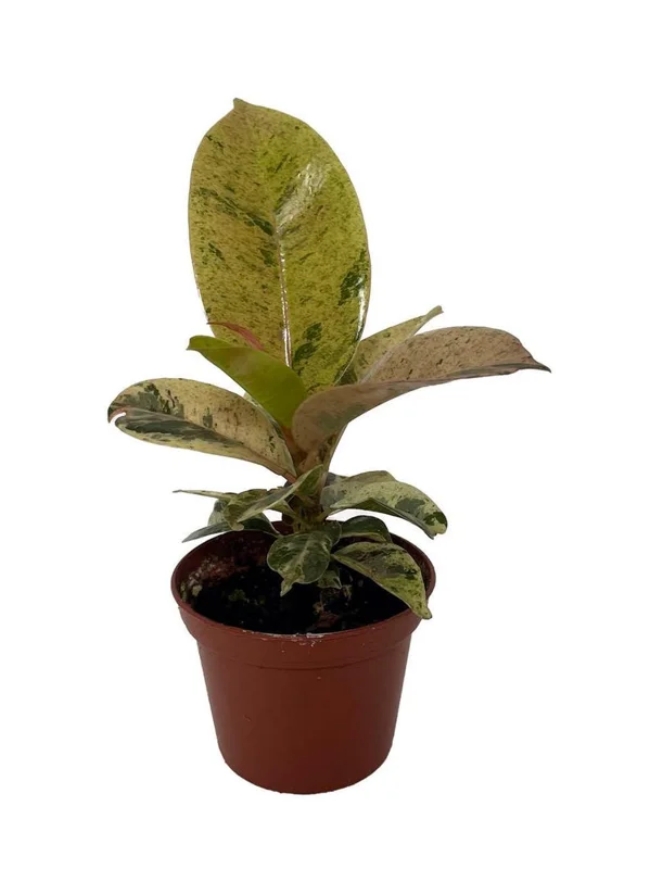 Rare Elastica Shivereana Ficus - Moonshine Rubber Tree - 2.5" Pot