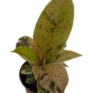 Rare Elastica Shivereana Ficus - Moonshine Rubber Tree - 2.5