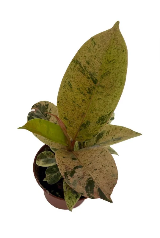 Rare Elastica Shivereana Ficus - Moonshine Rubber Tree - 2.5" Pot